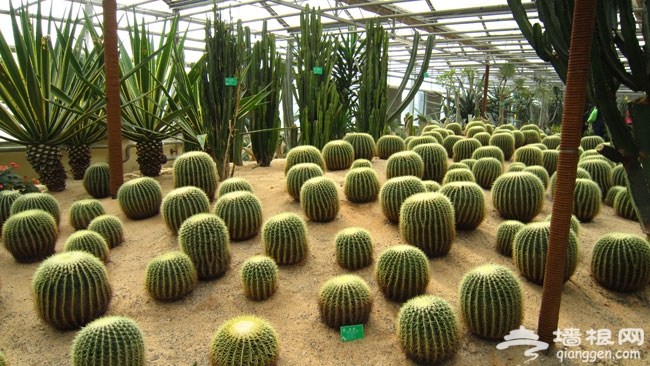 世界花卉大观园 秋游赏菊醉人香
