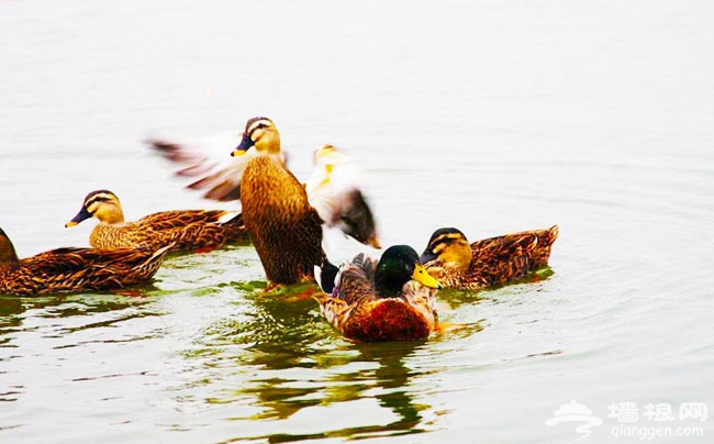 野鸭湖湿地公园 秋季亲子游好去处