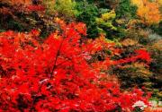 2013香山红叶节