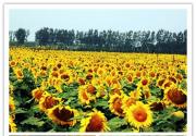 房山长沟葵花进入最佳观赏期