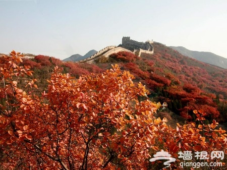 北京周边赏红叶好去处 层林尽染金秋争艳