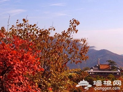 北京周边赏红叶好去处 层林尽染金秋争艳[墙根网]