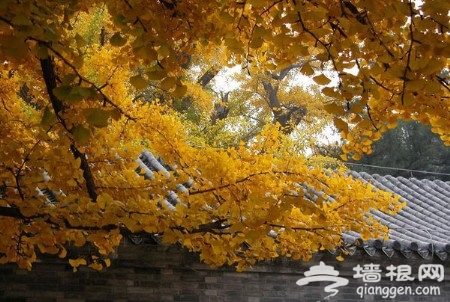 京郊六大古寺赏银杏 周末出游好选择[墙根网]