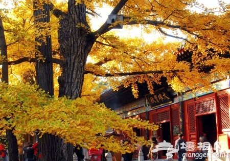 京郊六大古寺赏银杏 周末出游好选择[墙根网]