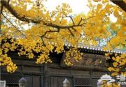 京郊六大古寺赏银杏 周末出游好选择