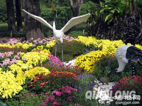 2013北京菊花文化节在北京植物园内举办[墙根网]