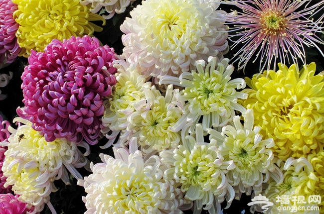 十一去赏花 北京国际鲜花港菊花展