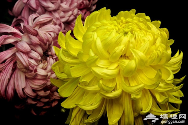 十一去赏花 北京国际鲜花港菊花展