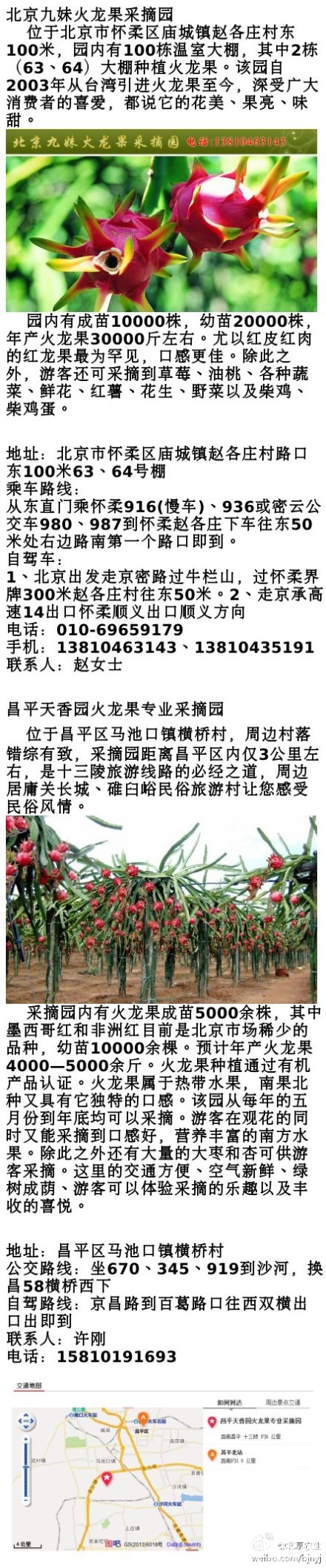 北京火龙果采摘季到来可持续到11月份
