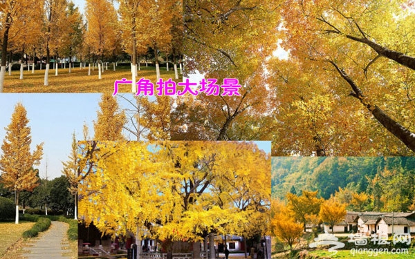 金秋摄影游 如何拍好银杏的几个小技巧