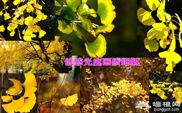 金秋摄影游 如何拍好银杏的几个小技巧