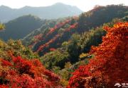 邢台大峡谷红叶