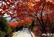 红螺山赏红叶 花团锦簇红似火