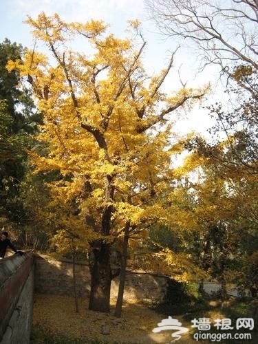 北京秋天银杏观赏地