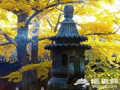 北京秋天银杏观赏地