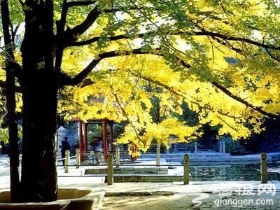 北京秋天银杏观赏地