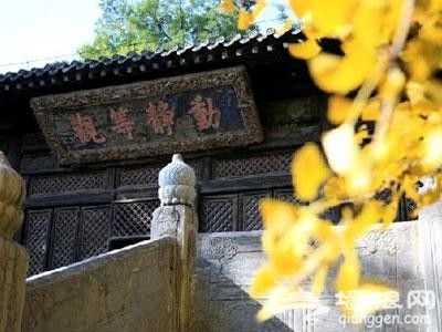 北京秋天银杏观赏地