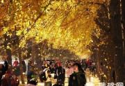 柠檬色秋天 北京最佳的12个银杏观赏地