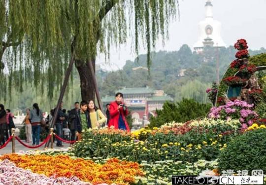 北京开封菊花文化节在北海公园拉开帷幕