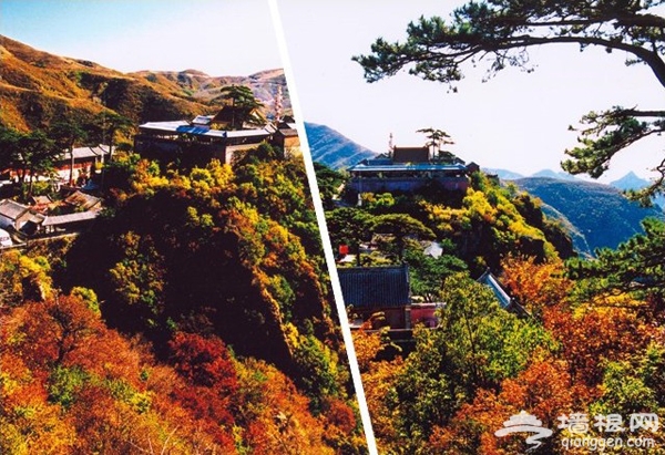 金秋时节赏秋景 妙峰红叶庆金秋