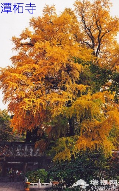 祈福赏红叶 潭柘龙袍临古寺 