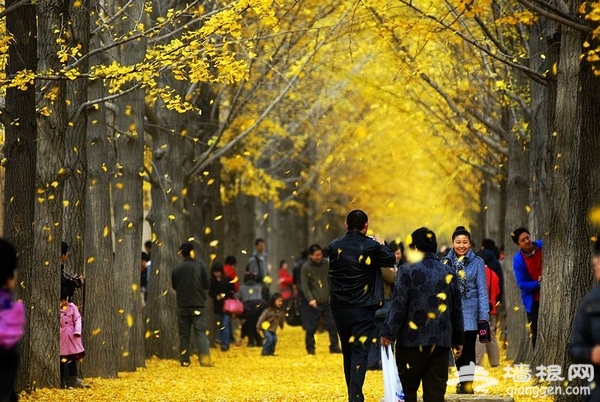 北京11月份去哪玩  金秋赏彩叶享受最纯正的大自然美景