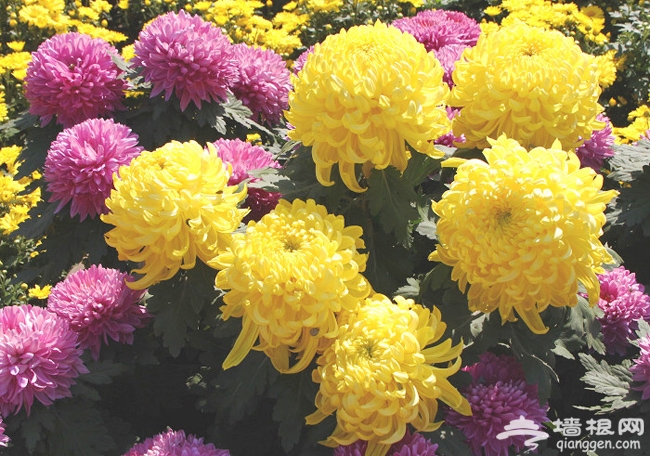 北京植物园 菊海花田赏秋花