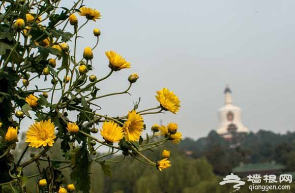 北海公园 北京开封菊花文化节