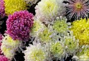 金色秋季菊花争艳 京城赏菊地推荐
