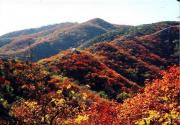北京赏红叶攻略：香山红叶今年为什么特别红