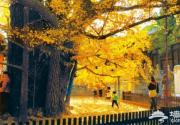 西山大觉寺内银杏进入最佳观赏期