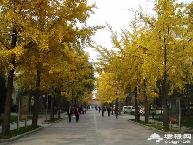 清华东路 北京的第一抹黄 