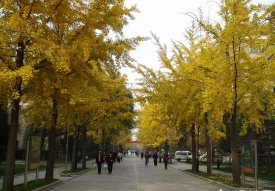 清华东路 北京的第一抹黄