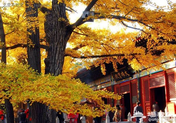 独木成林 京郊古寺里赏银杏三大好去处