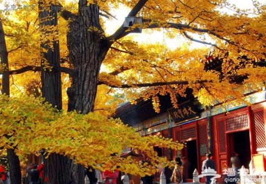 京郊赏银杏去处推荐 独木成林古寺游