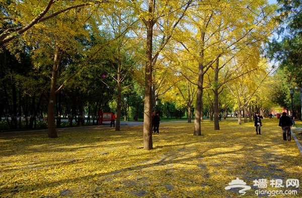 探四爷府邸 看银杏美景 最惬意一日游