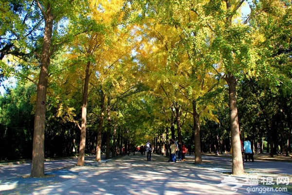 探四爷府邸 看银杏美景 最惬意一日游