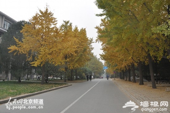 北大校园内，静园附近道路。人民网 鲍聪颖 摄