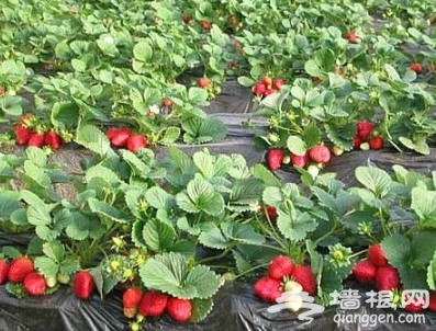 芳香缘草莓园
