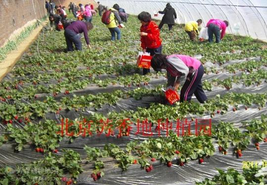 2014北京草莓采摘季 芳香缘草莓园迎客来