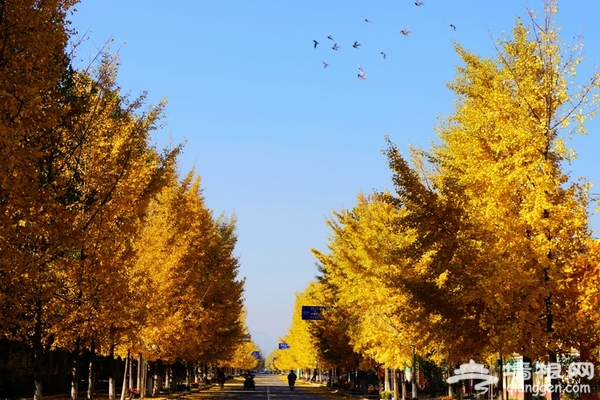 房山区韩村河银杏景观成为京郊旅游亮点