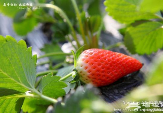 冬日京郊草莓采摘一日游攻略