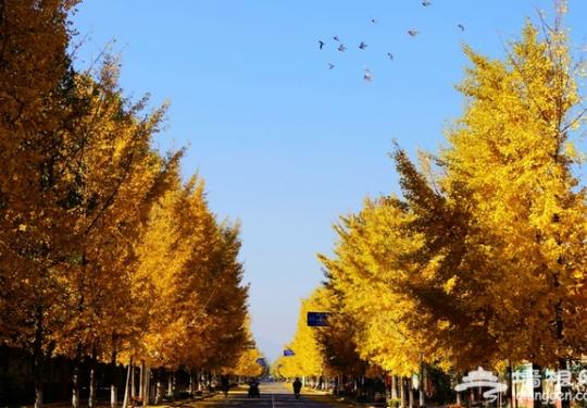 房山区韩村河银杏景观成为京郊旅游亮点