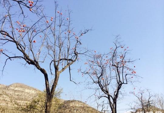 柿子采摘季 房山磨盘柿子无人摘