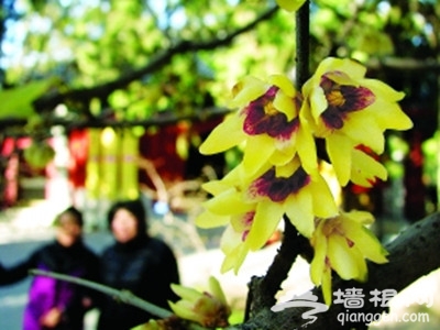 北京植物园卧佛寺里赏蜡梅
