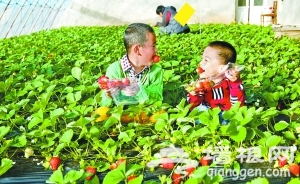冬季京郊草莓采摘  大棚草莓提前成熟上市