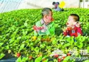 冬季京郊草莓采摘  大棚草莓提前成熟上市