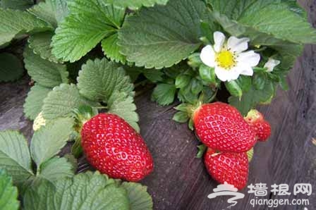 福之源种植中心可采摘草莓