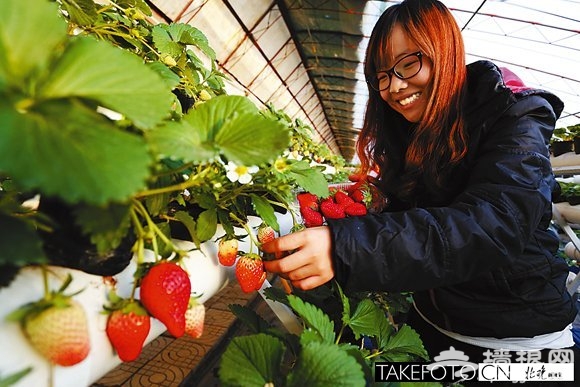 昌平草莓提前进入采摘季 元旦前约30万斤可上市[墙根网]