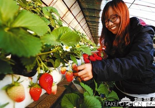 昌平草莓提前进入采摘季 元旦前约30万斤可上市